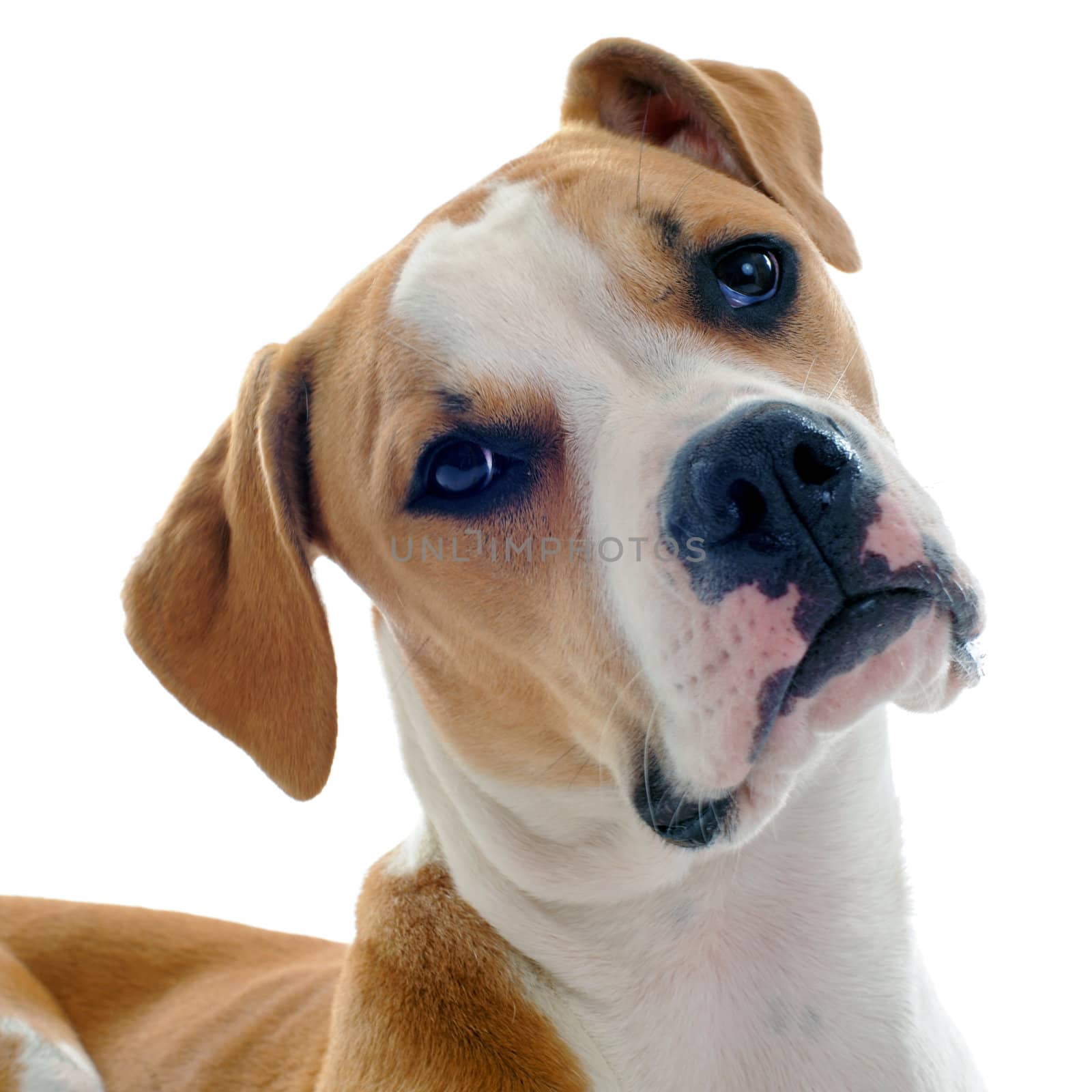 portrait of a purebred american bulldog  on a white background