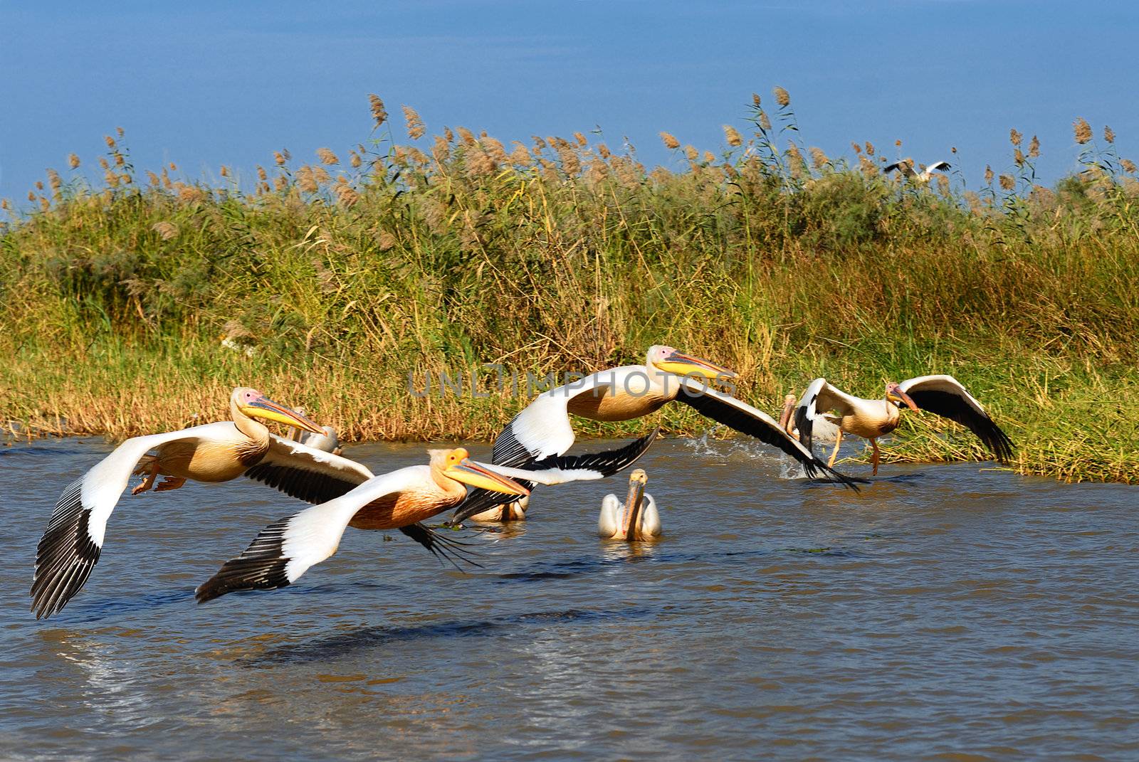 a group of pelicans in the Djoudj reserve, Senegal