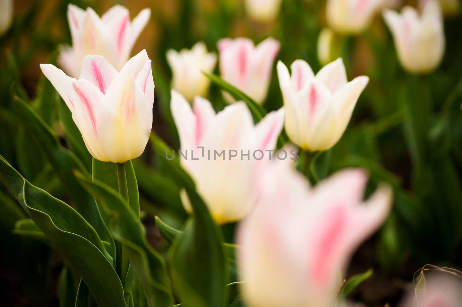 Bright tulips in a city park