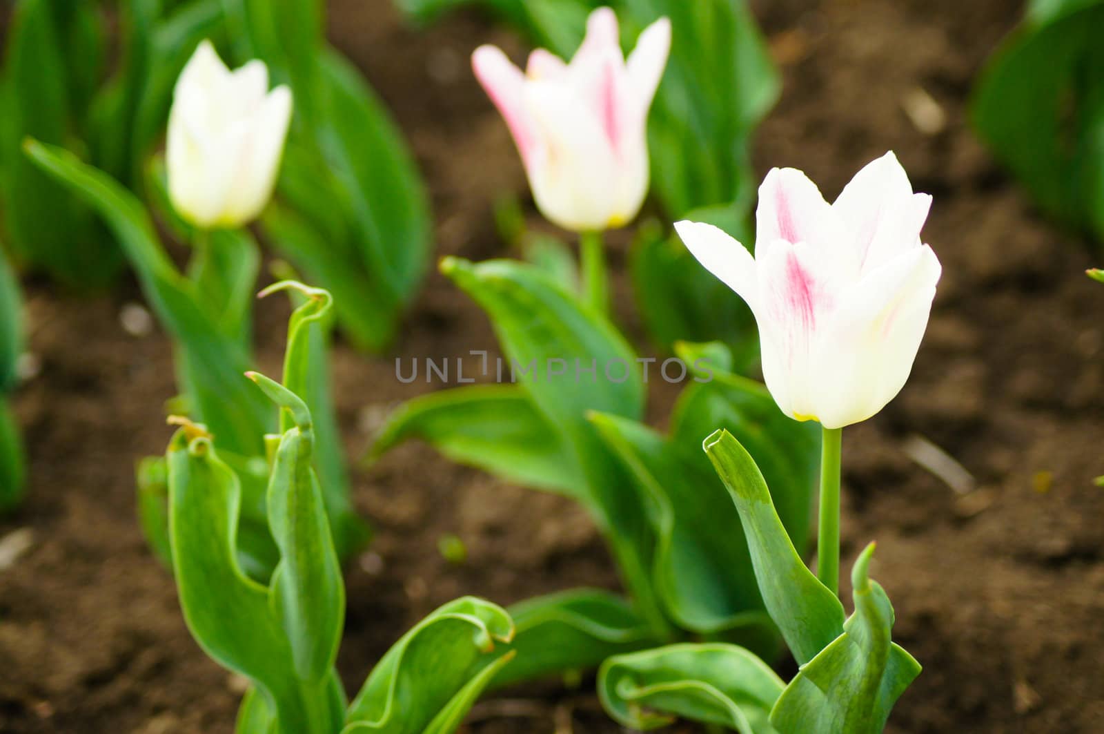 Bright tulips in a city park