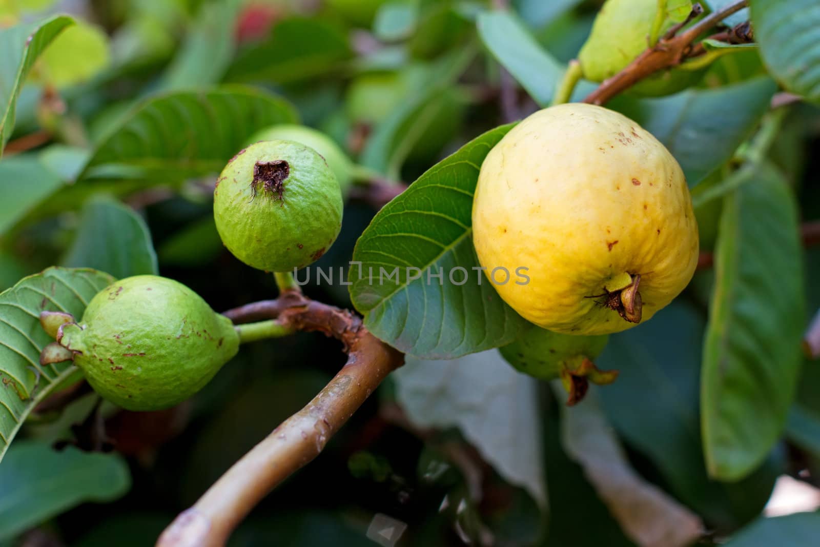 Close up on a guava on a tree