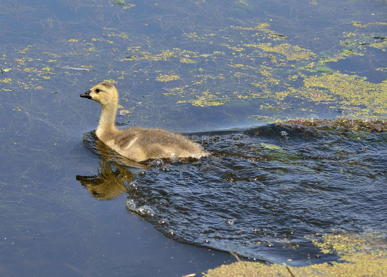 Canada Goose Gosling by brm1949