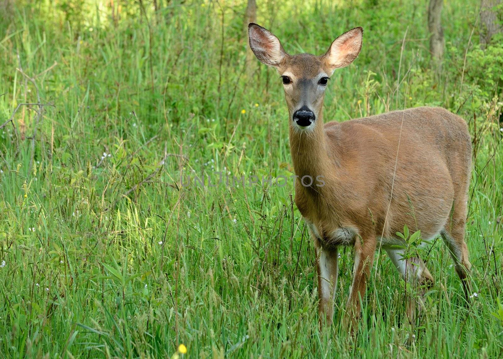 A pregnant Whitetail Deer Doe standing in a field.