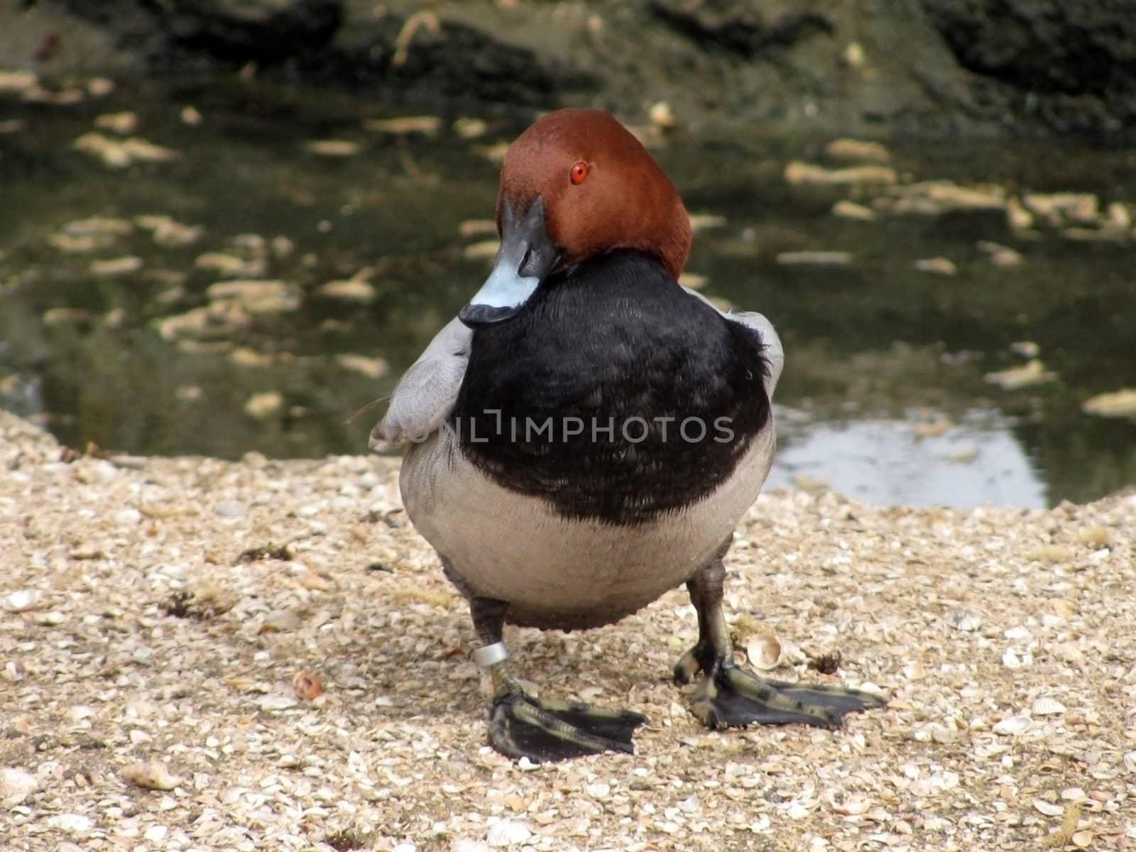pochard