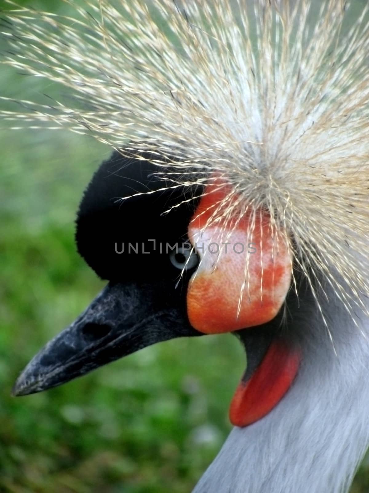 crowned crane head