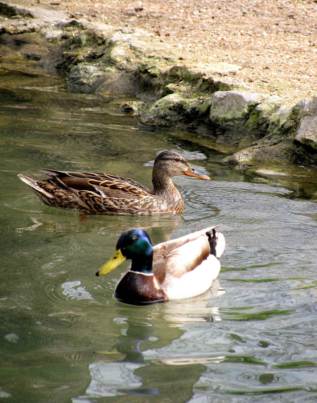 two ducks swimming in a pond