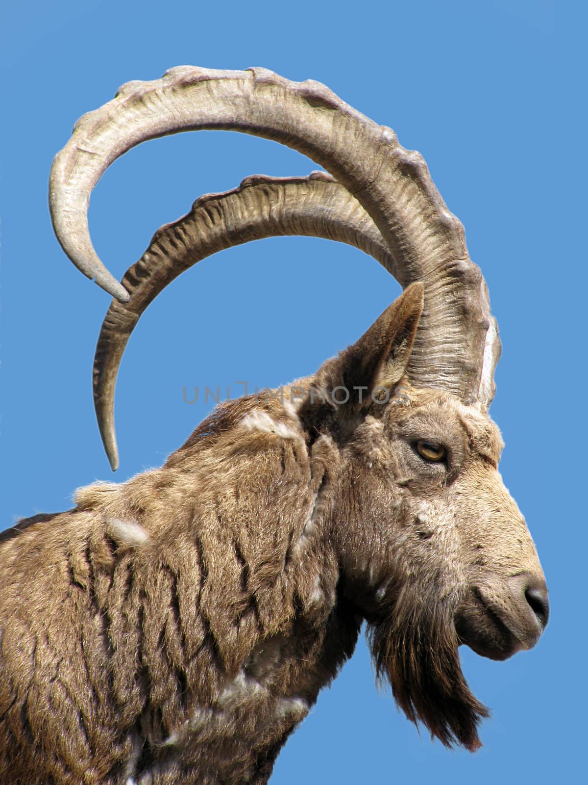 Caucasian goat over blue sky
