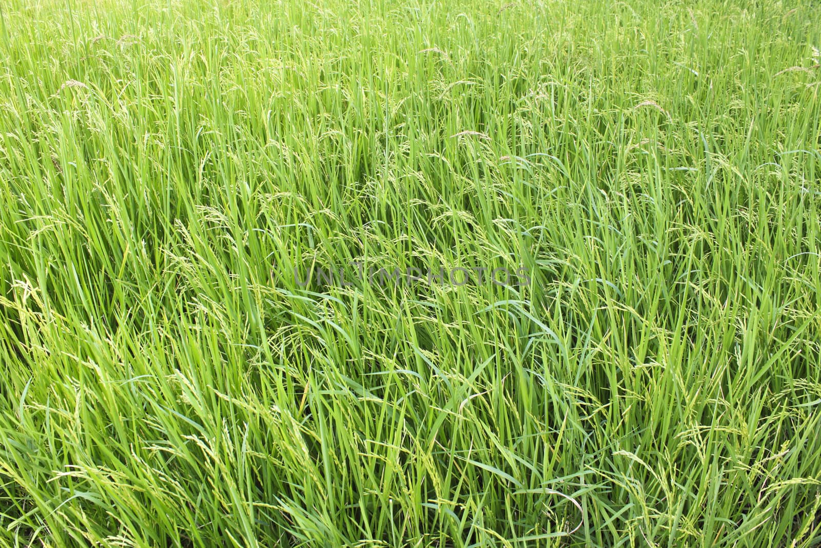 Paddy field in thailand