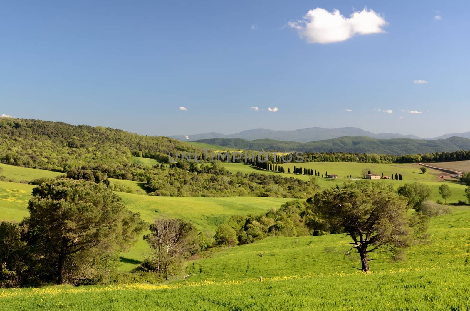Green and beautiful tuscan landscape in spring time