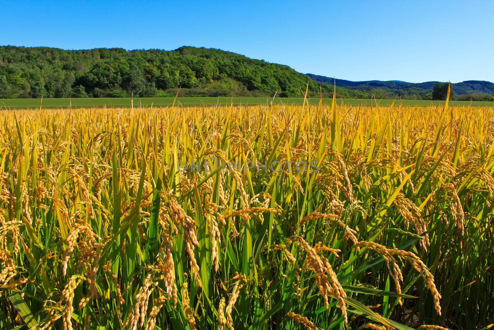 Paddy field in hokkaido , japan by nuchylee