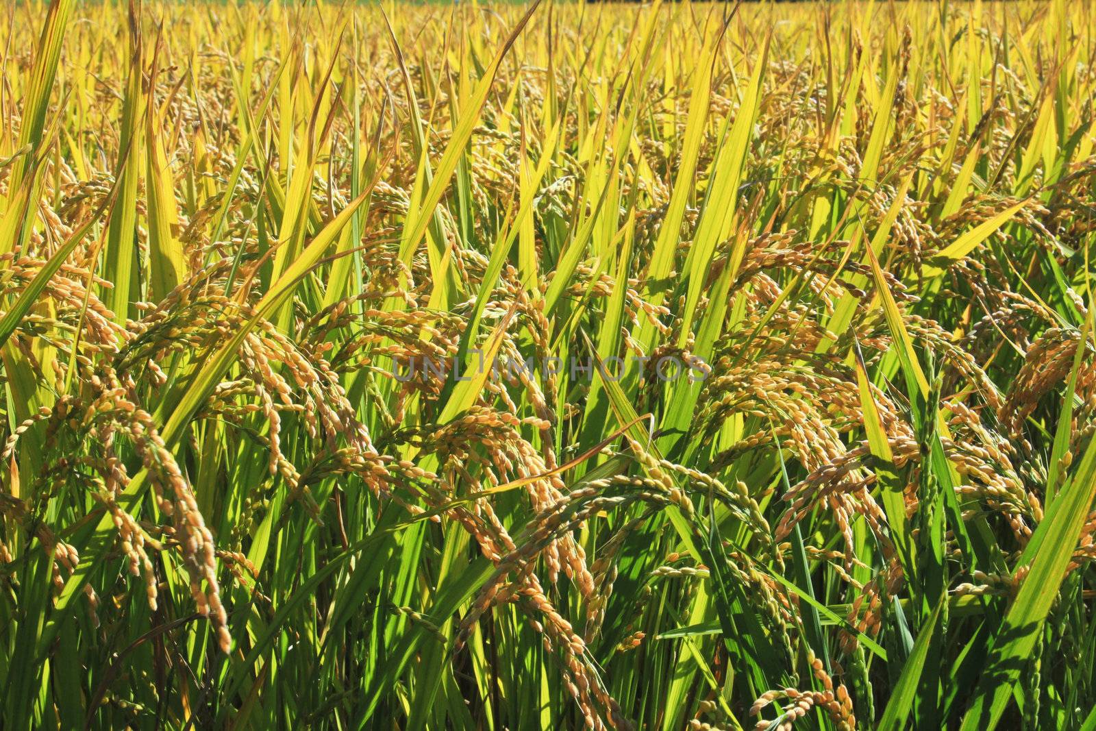 Paddy field in hokkaido , japan