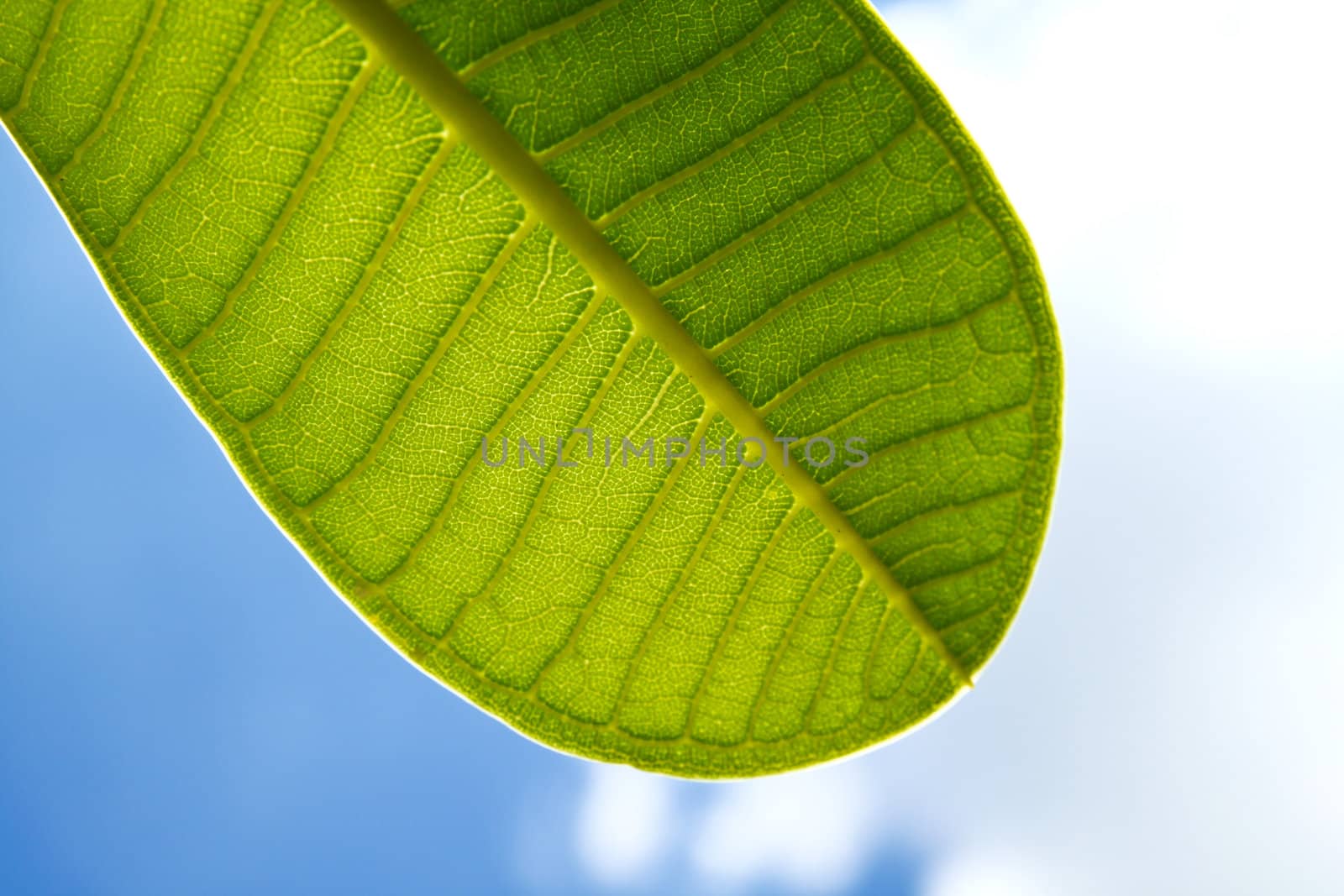 a part of green leaf with clear blue sky