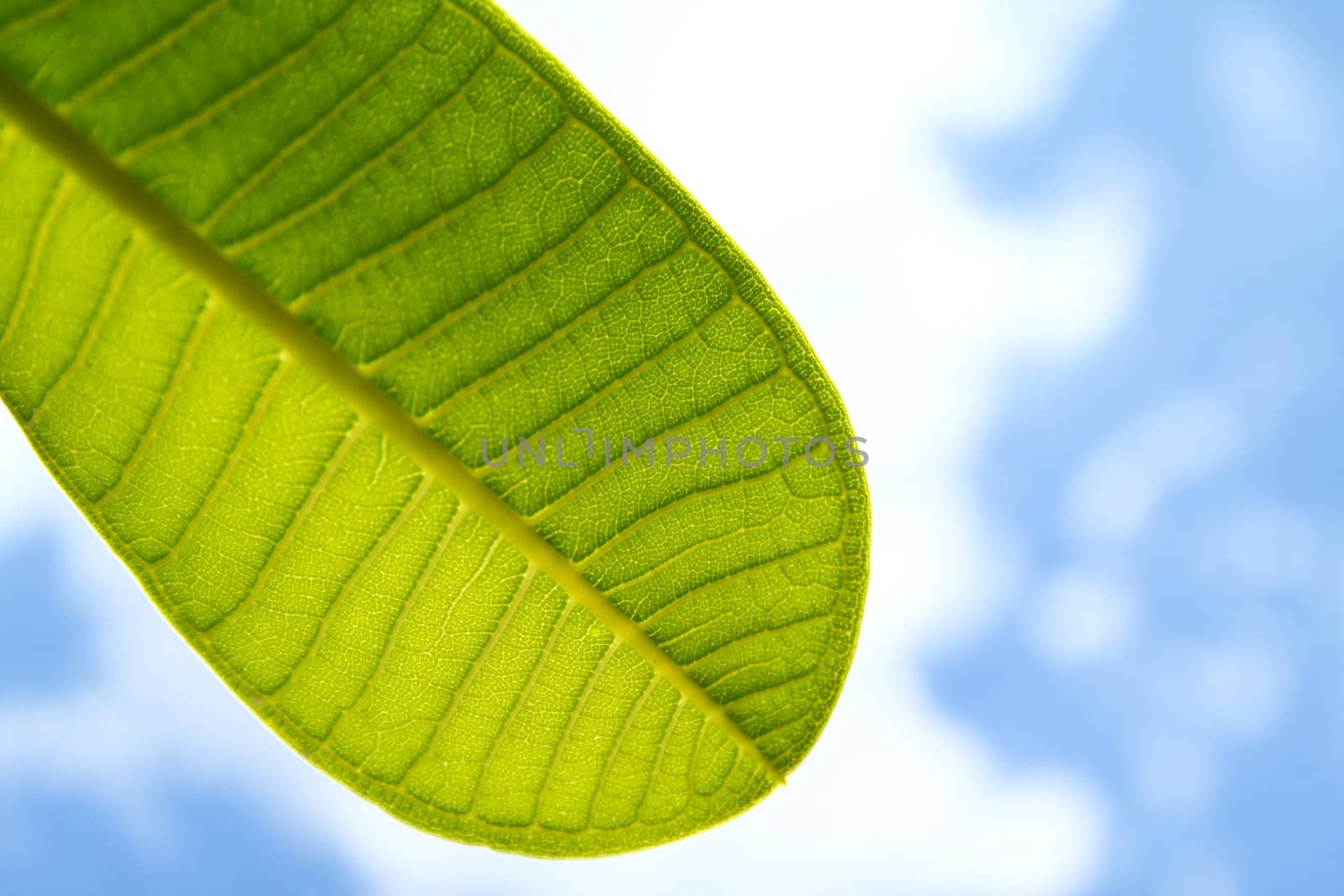 a part of green leaf with clear blue sky