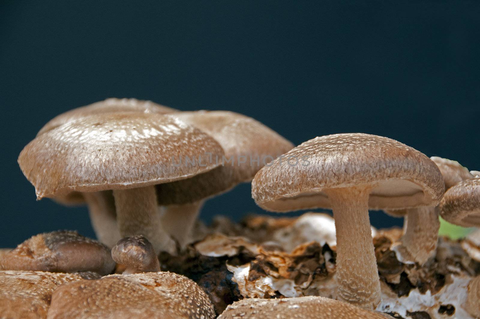 brown eatable fungus mushroom lentinula