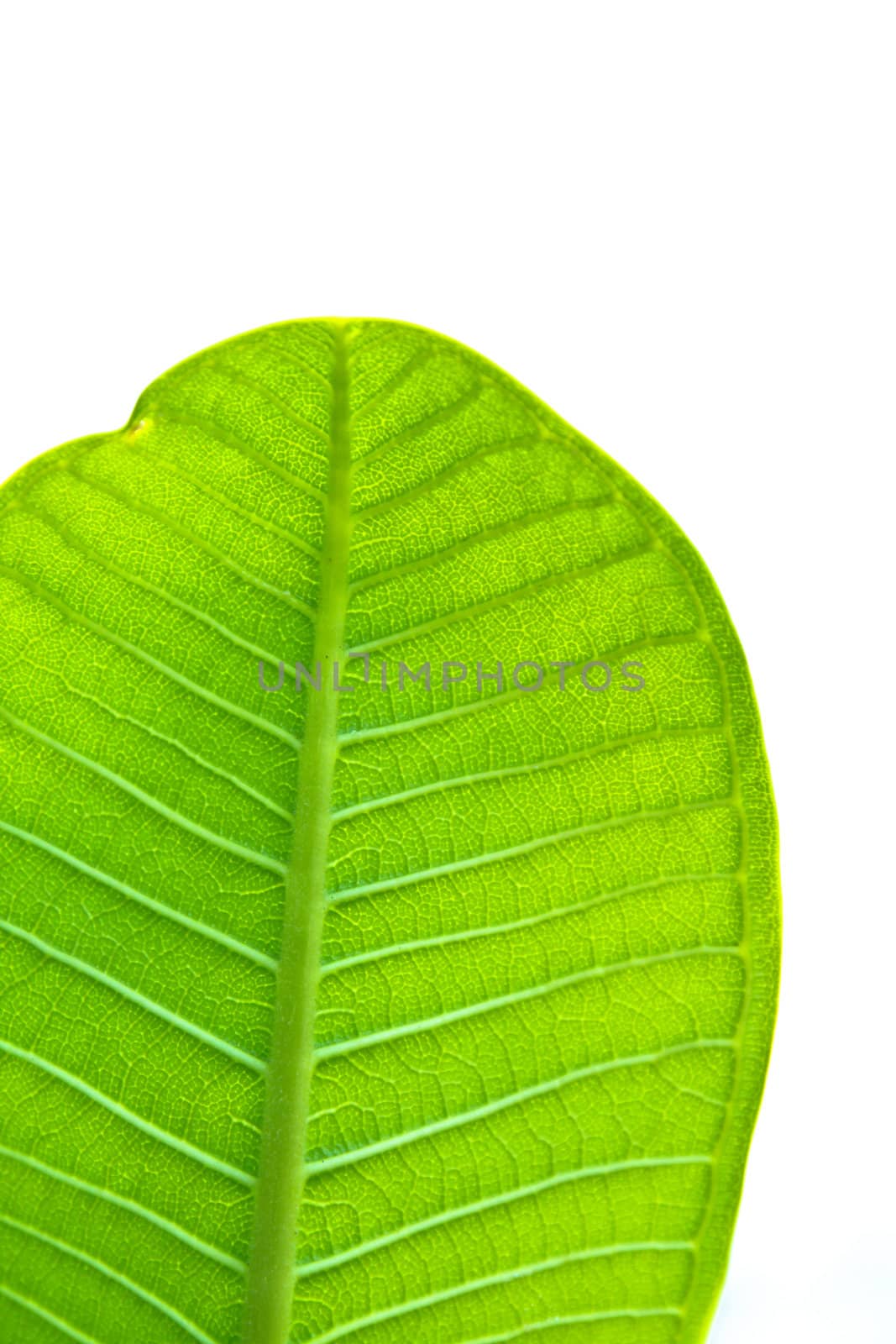 a part of green leaf with clear blue sky