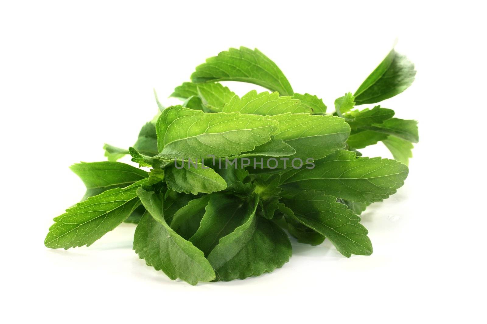 some stems Stevia on a light background