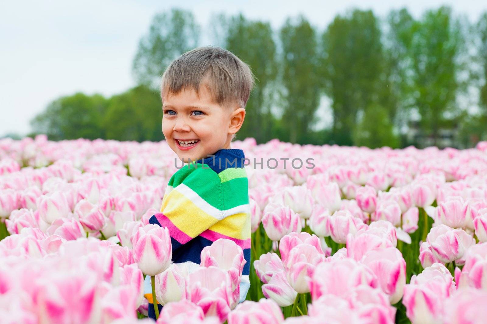 Cute Boy between of the purple tulips field