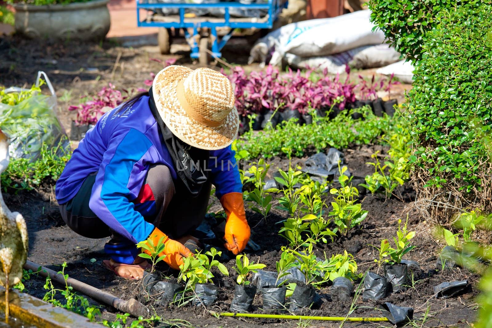 Gardener