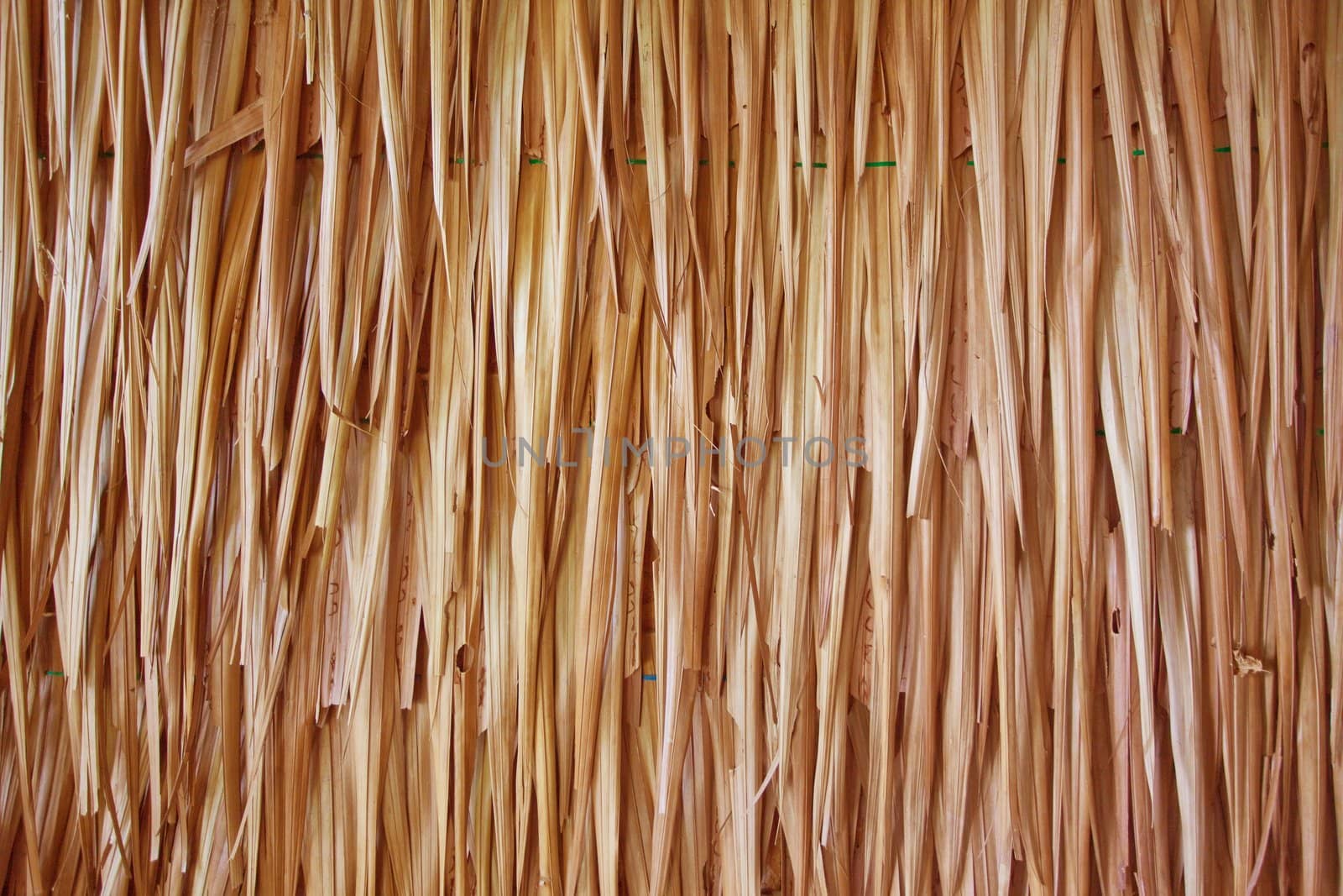 palm tree leaves as background