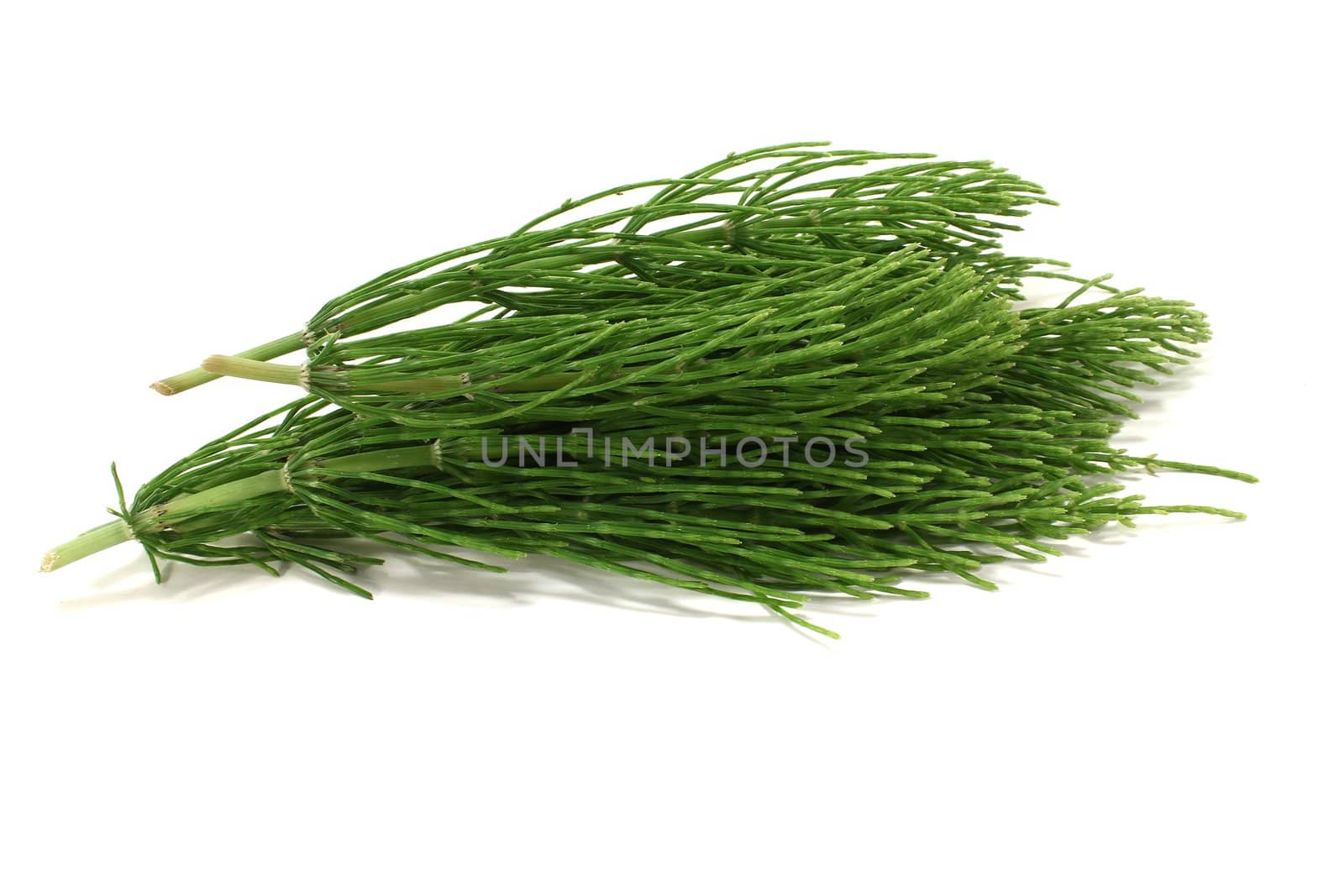 fresh green horsetail on a light background