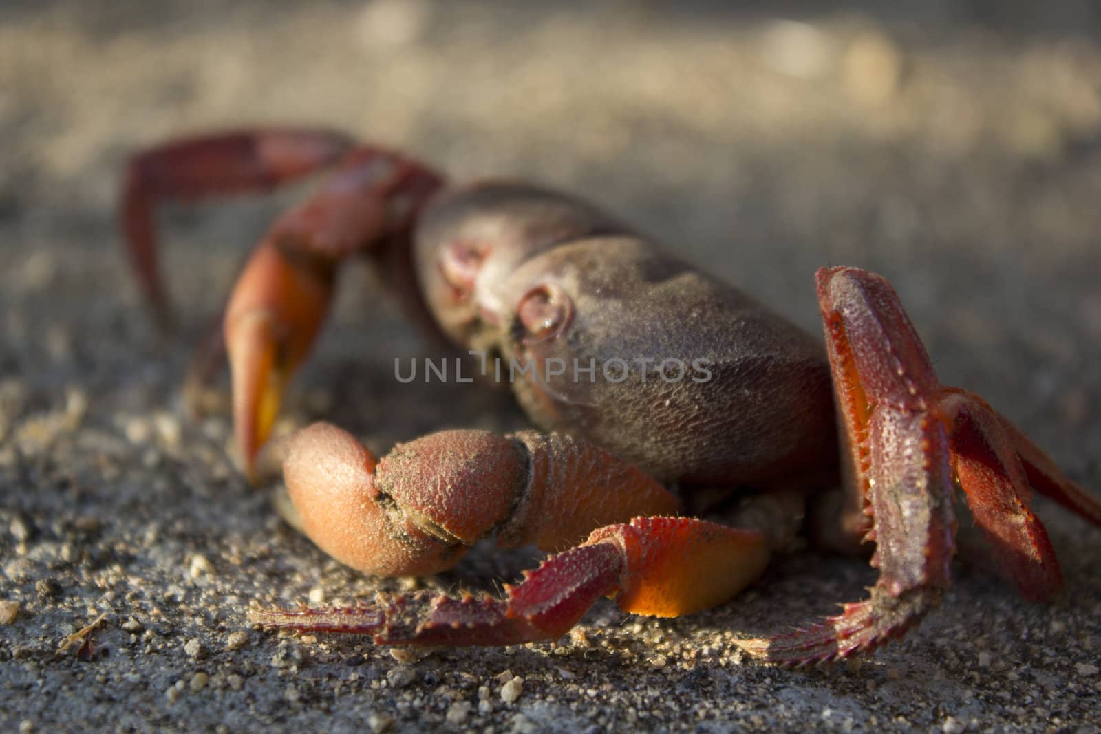 Red crab on sand by the beach by jeremywhat