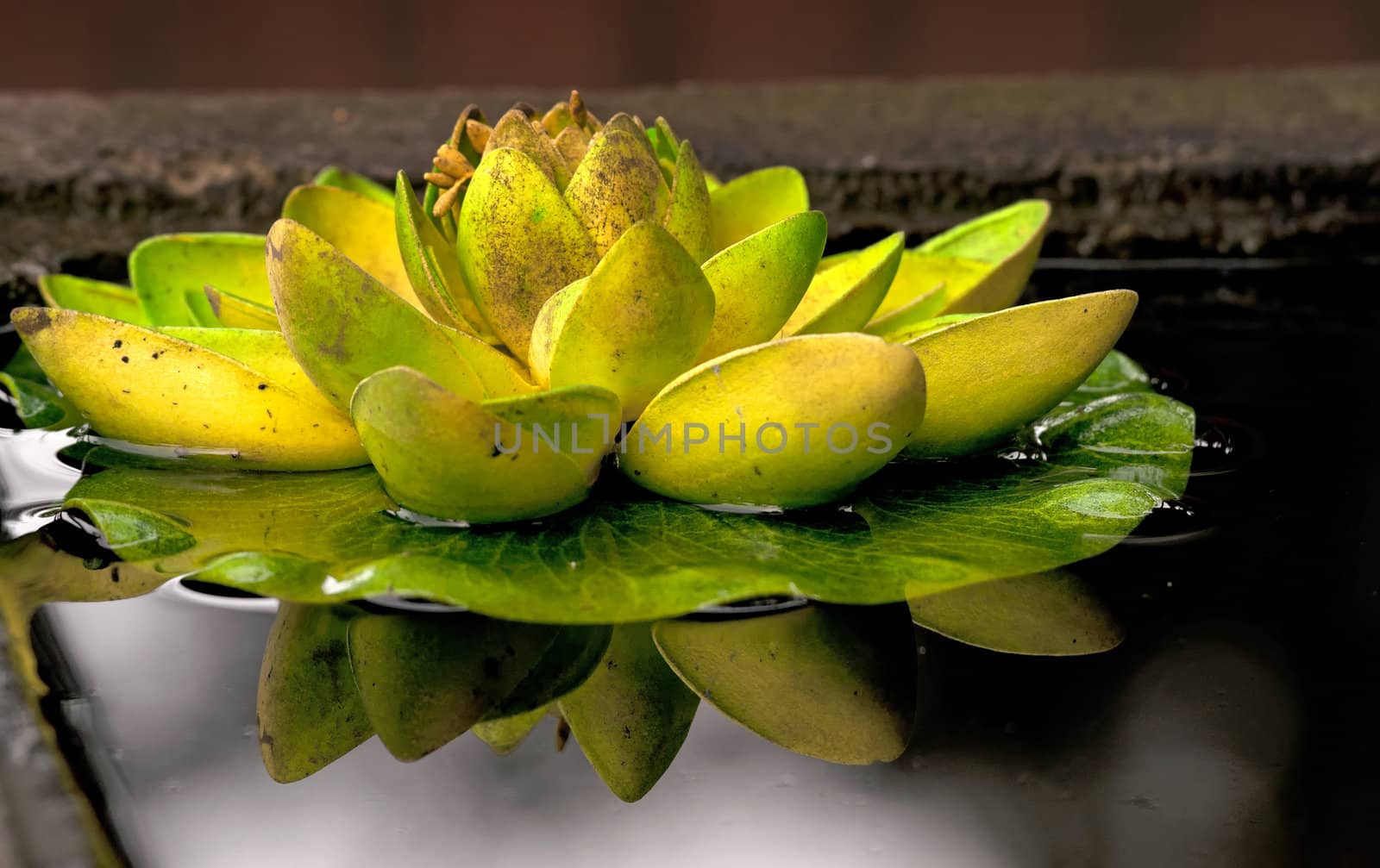 Close up of Lotus plant reflected in the pool. by Claudine