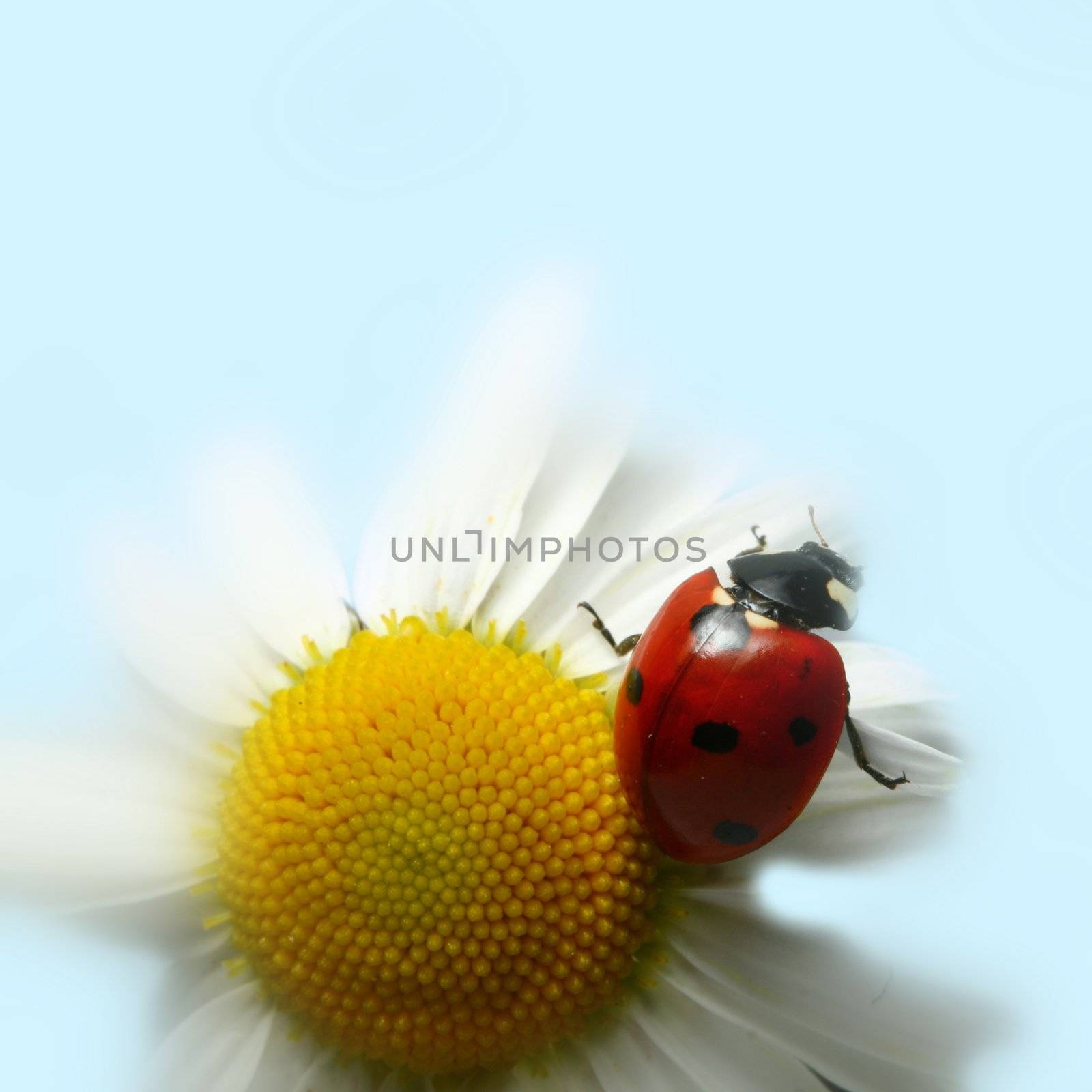 summer ladybug on white camomile
