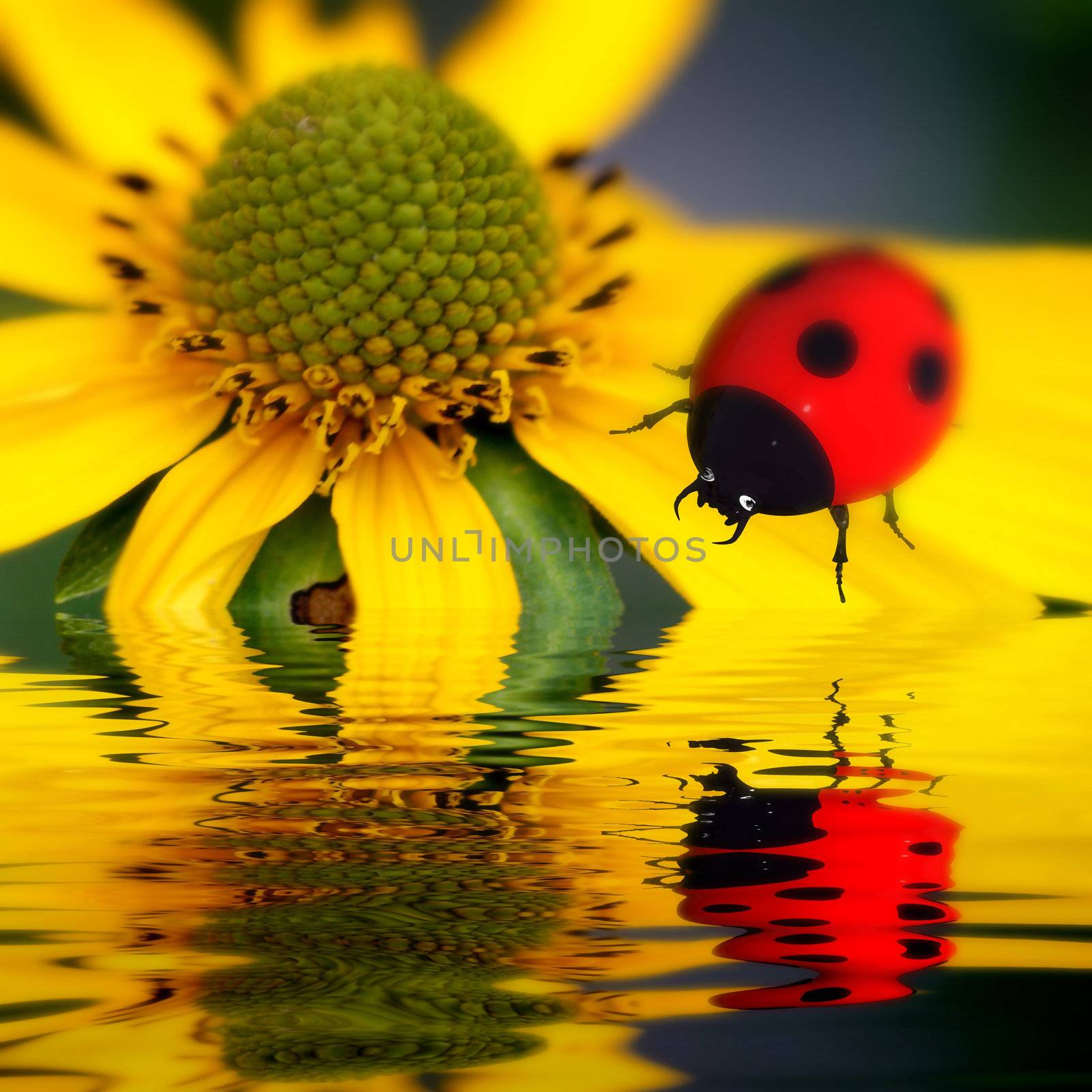 ladybug reflect in 3d water nature concept