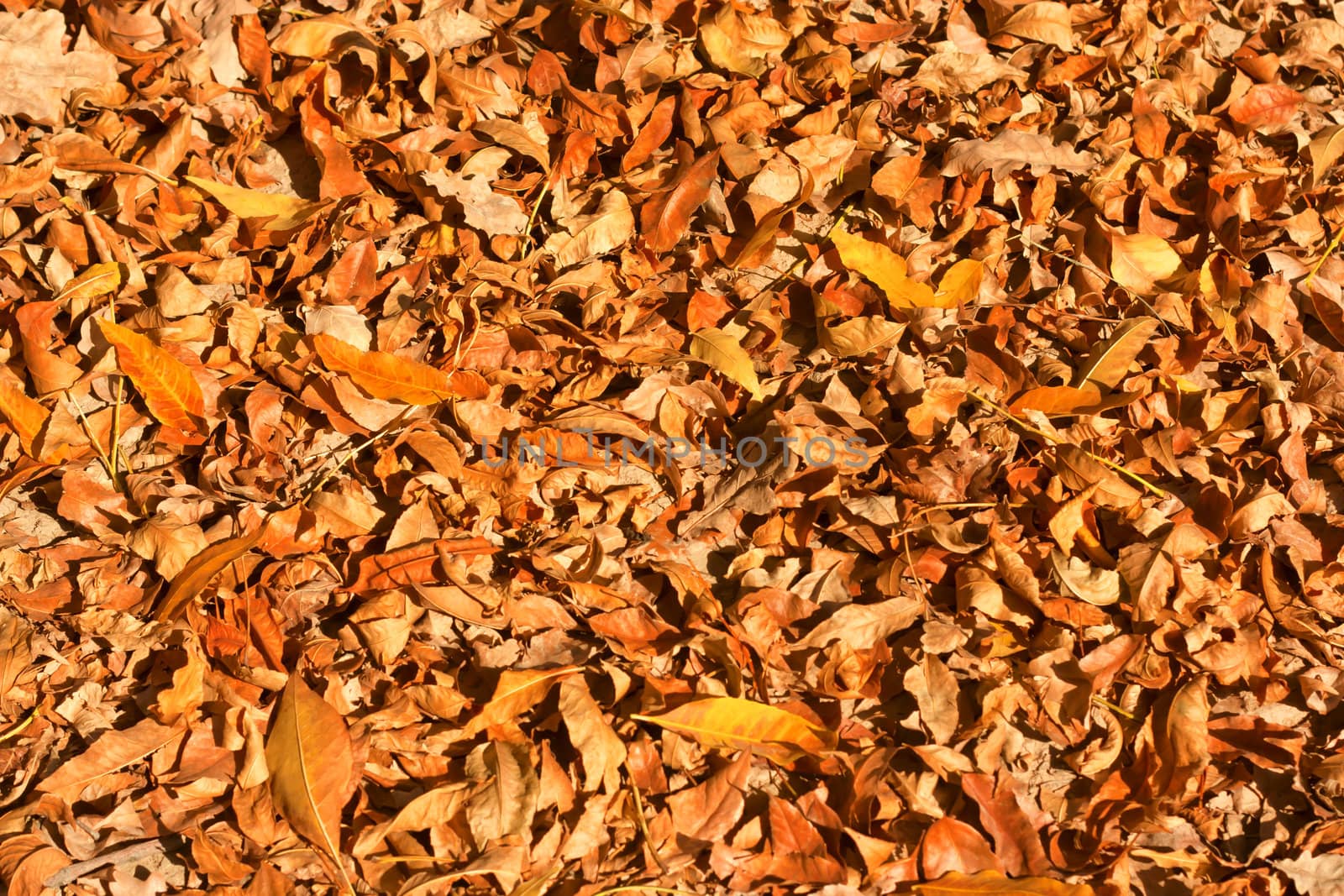 Thick yellow rug of autumn leaves  by schankz