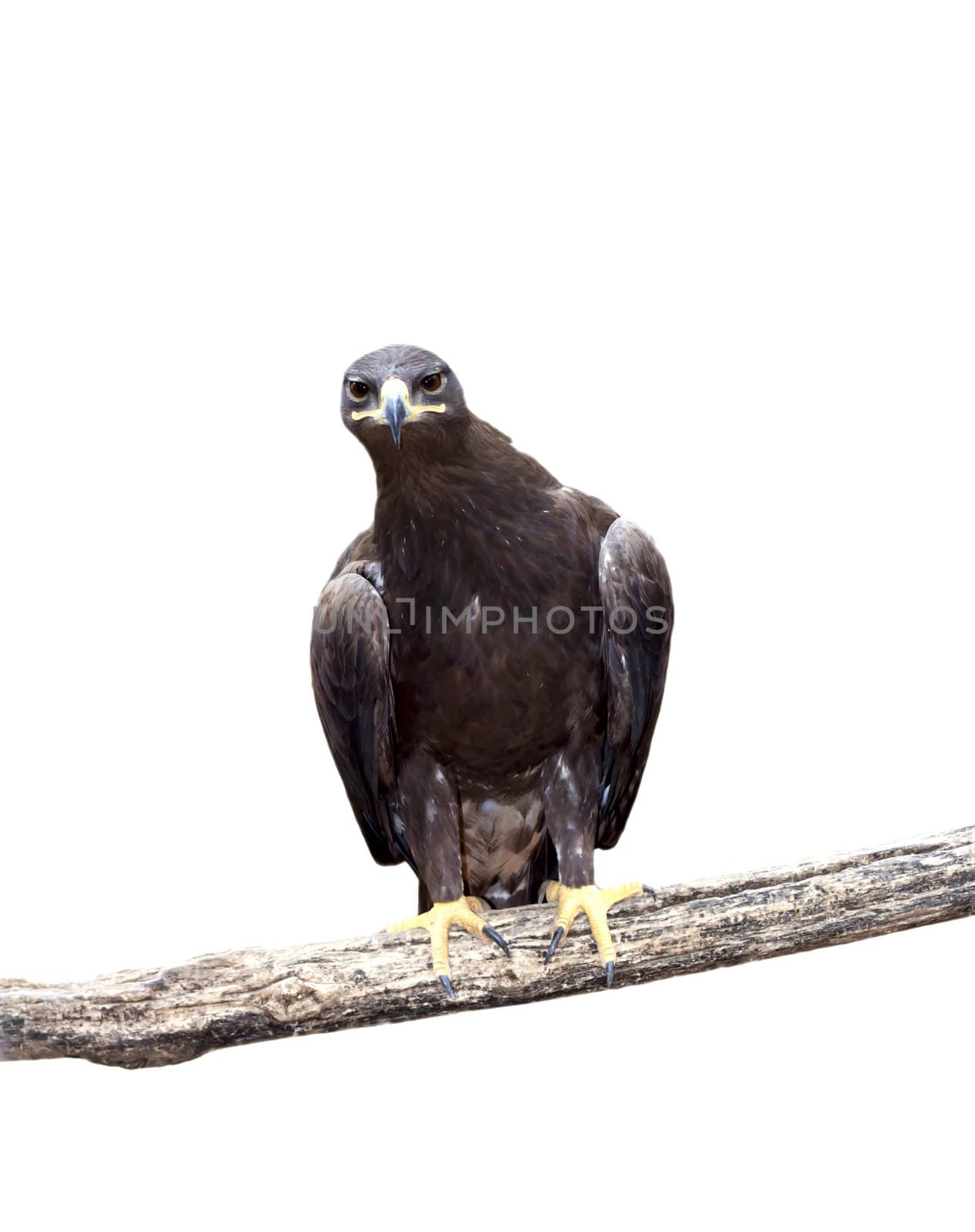 Tawny Eagle and tree branch isolated on white background 