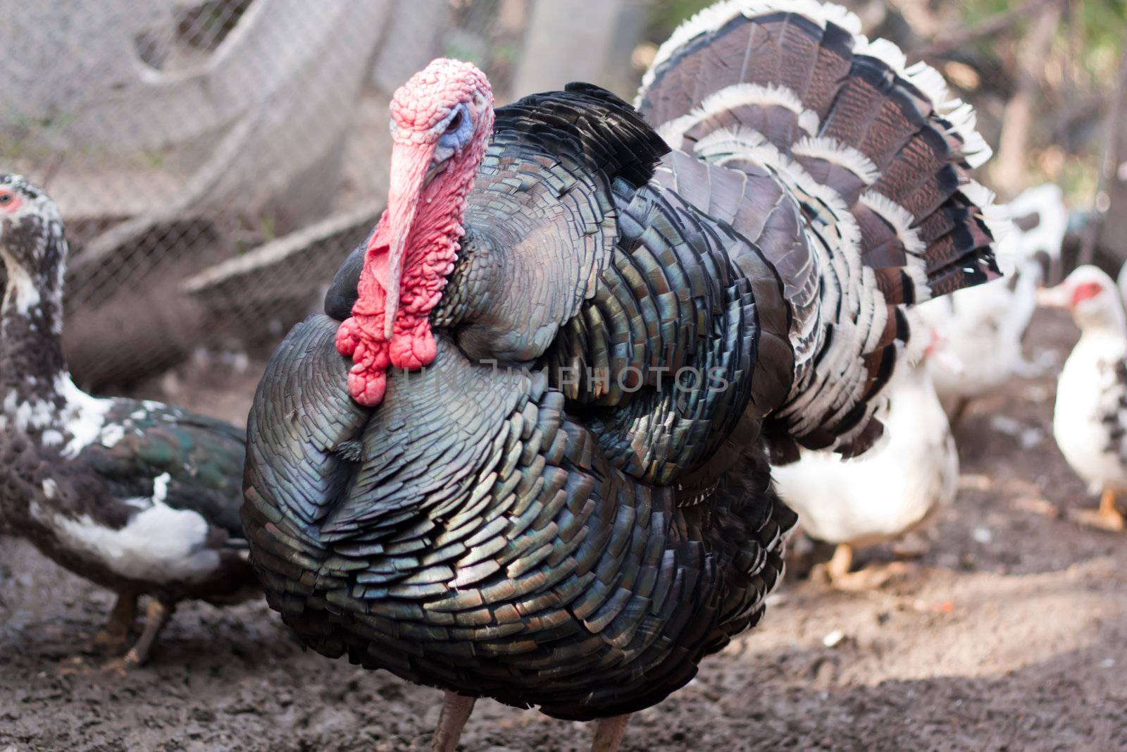 Large male turkey in nature 