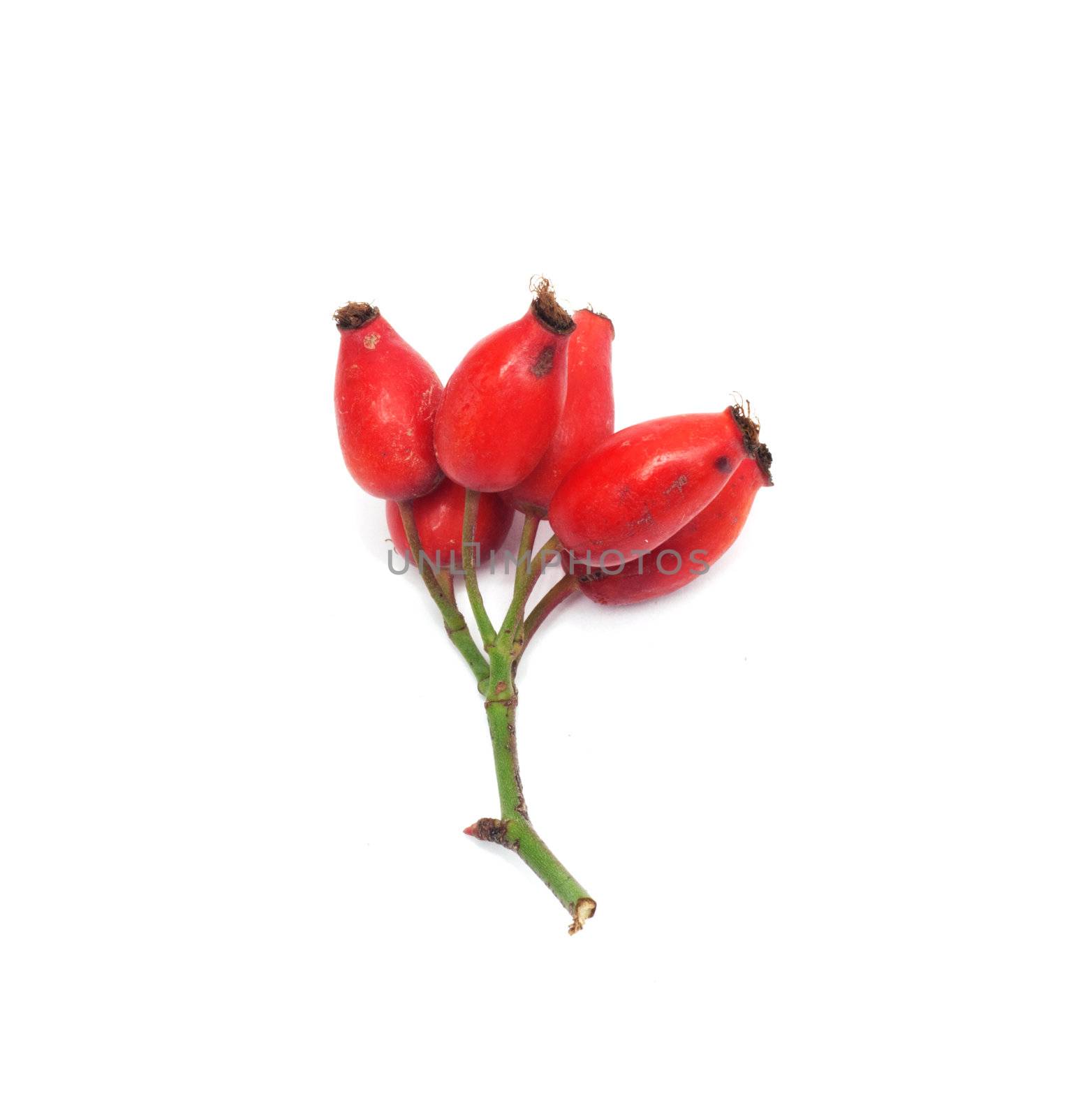 Rose hip isolated on white background 