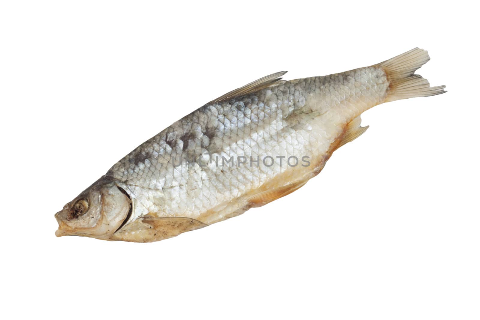 Dried Redeye Fish Isolated on White Background 