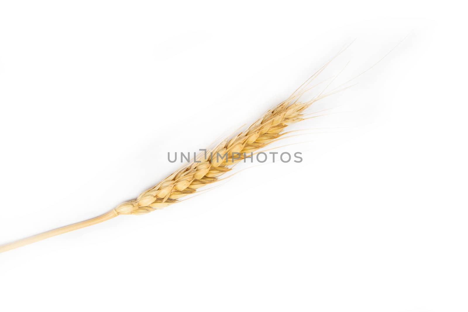 ear of wheat on a white background