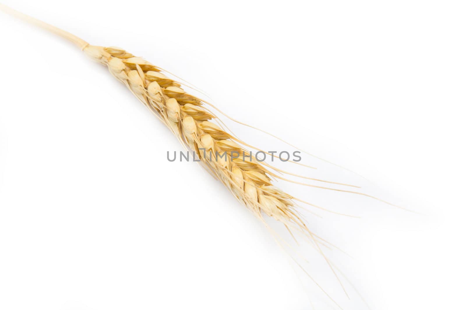 ear of wheat on a white background