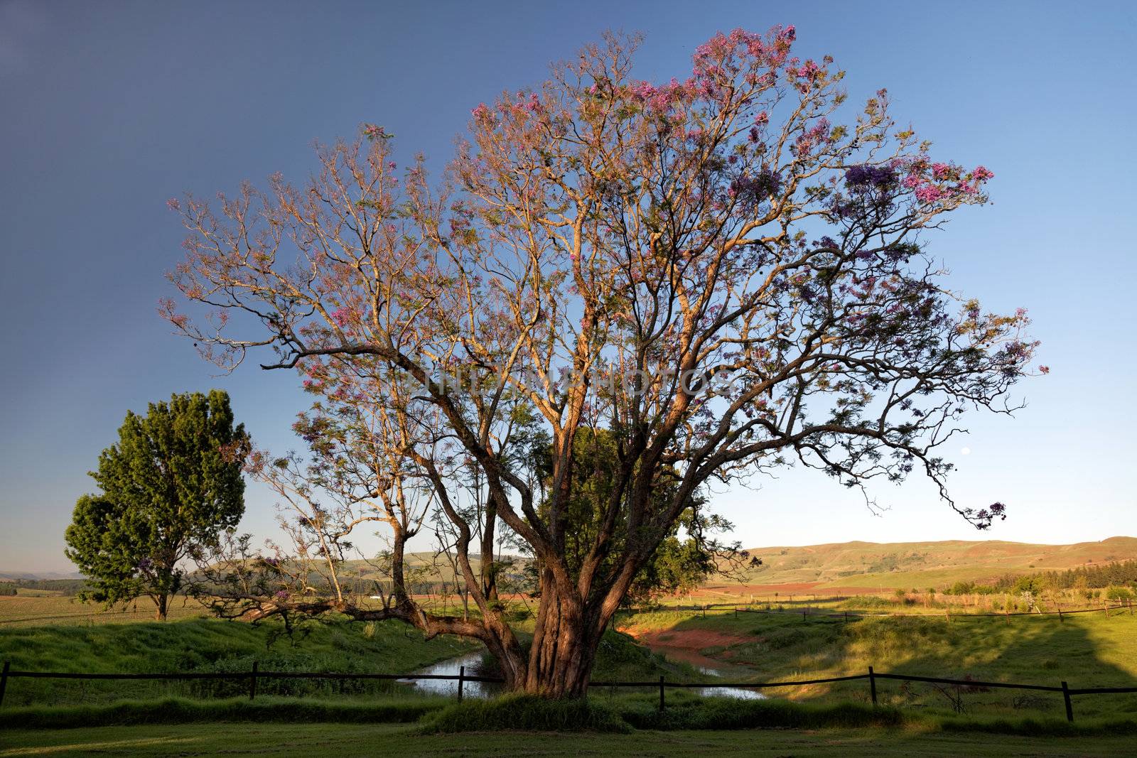 Scenic view of a big and beautiful tree on an amazing green landscape.