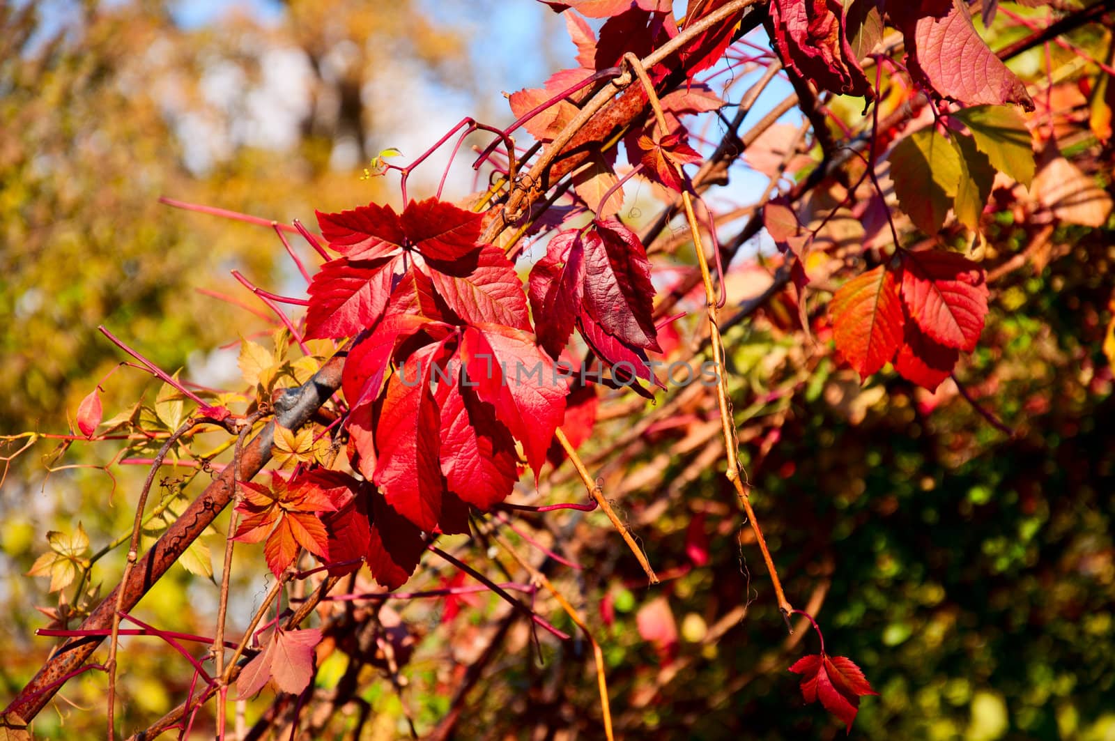 Grape Gallery in autumn park during the day