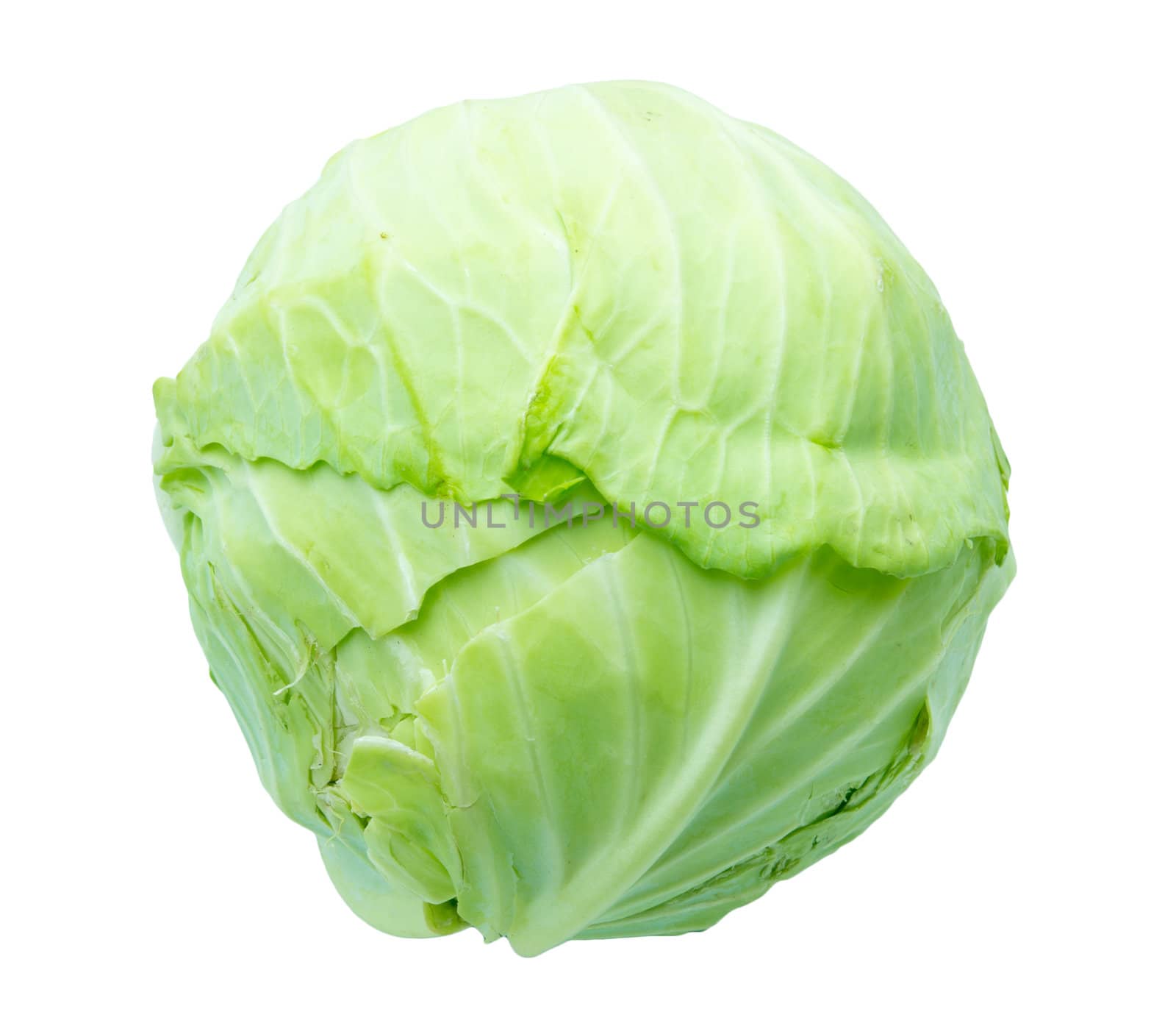 Single green cabbage with dew. Close-up. Isolated on white background. Studio photography. 