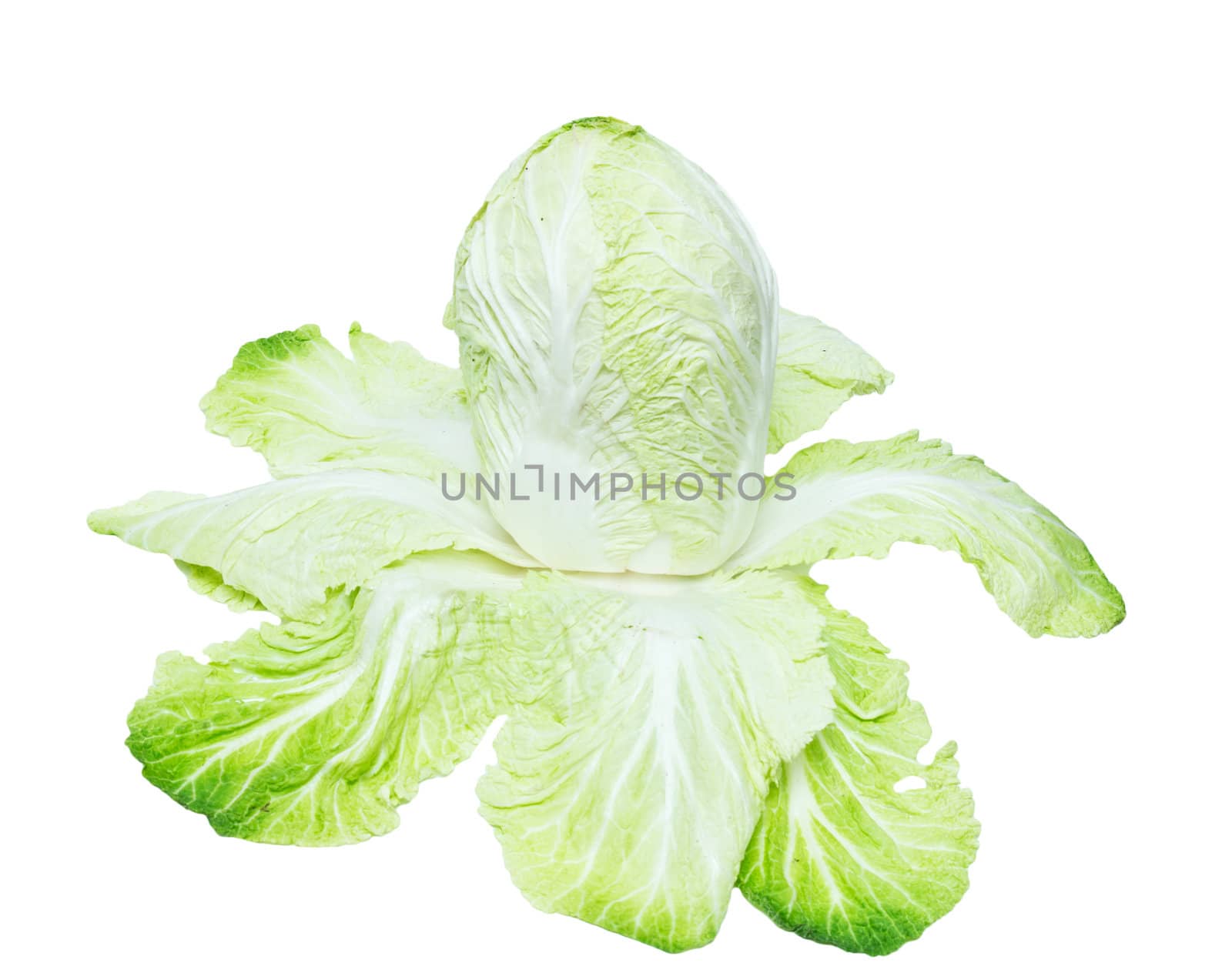 Chinese cabbage on white background 