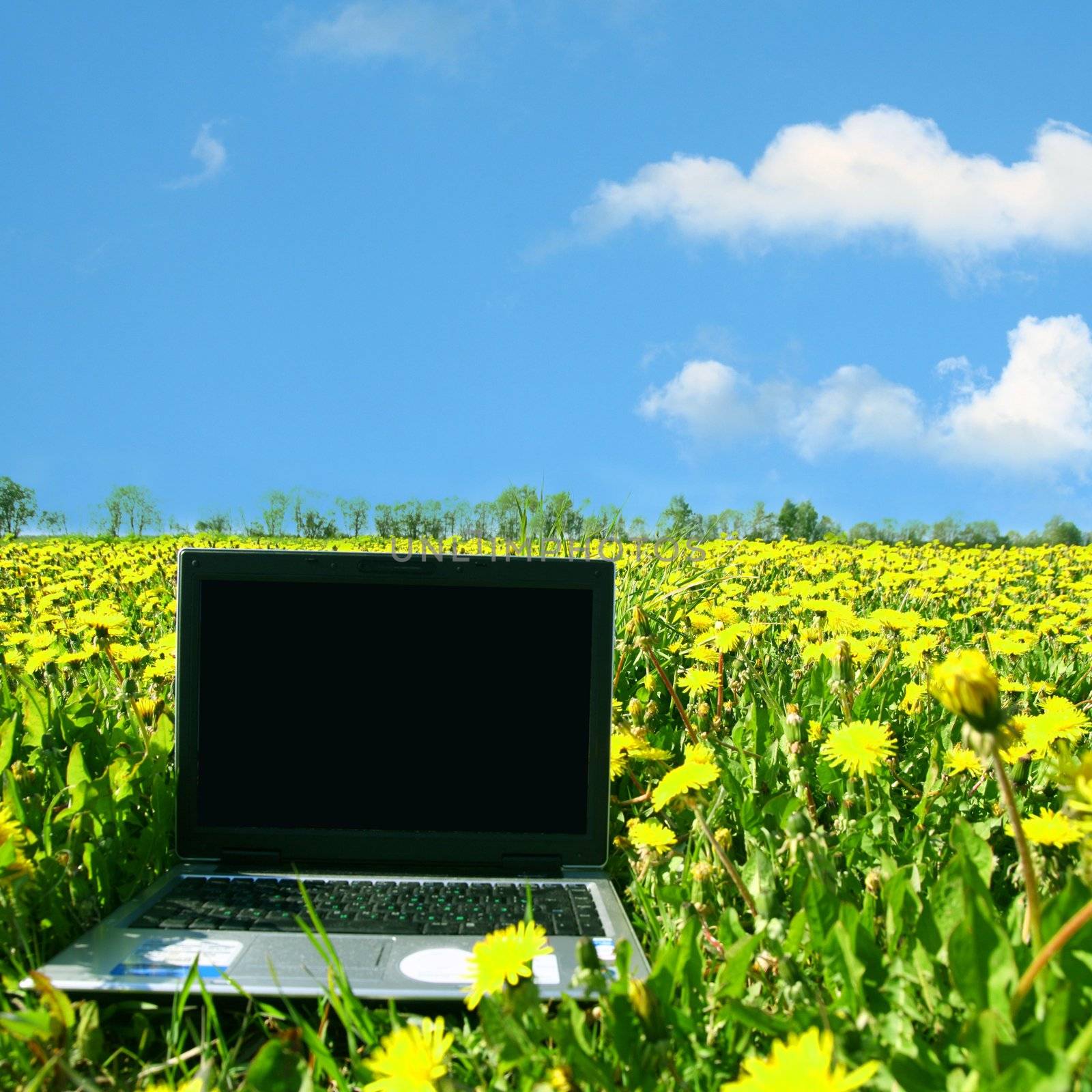 creative business laptop nature work