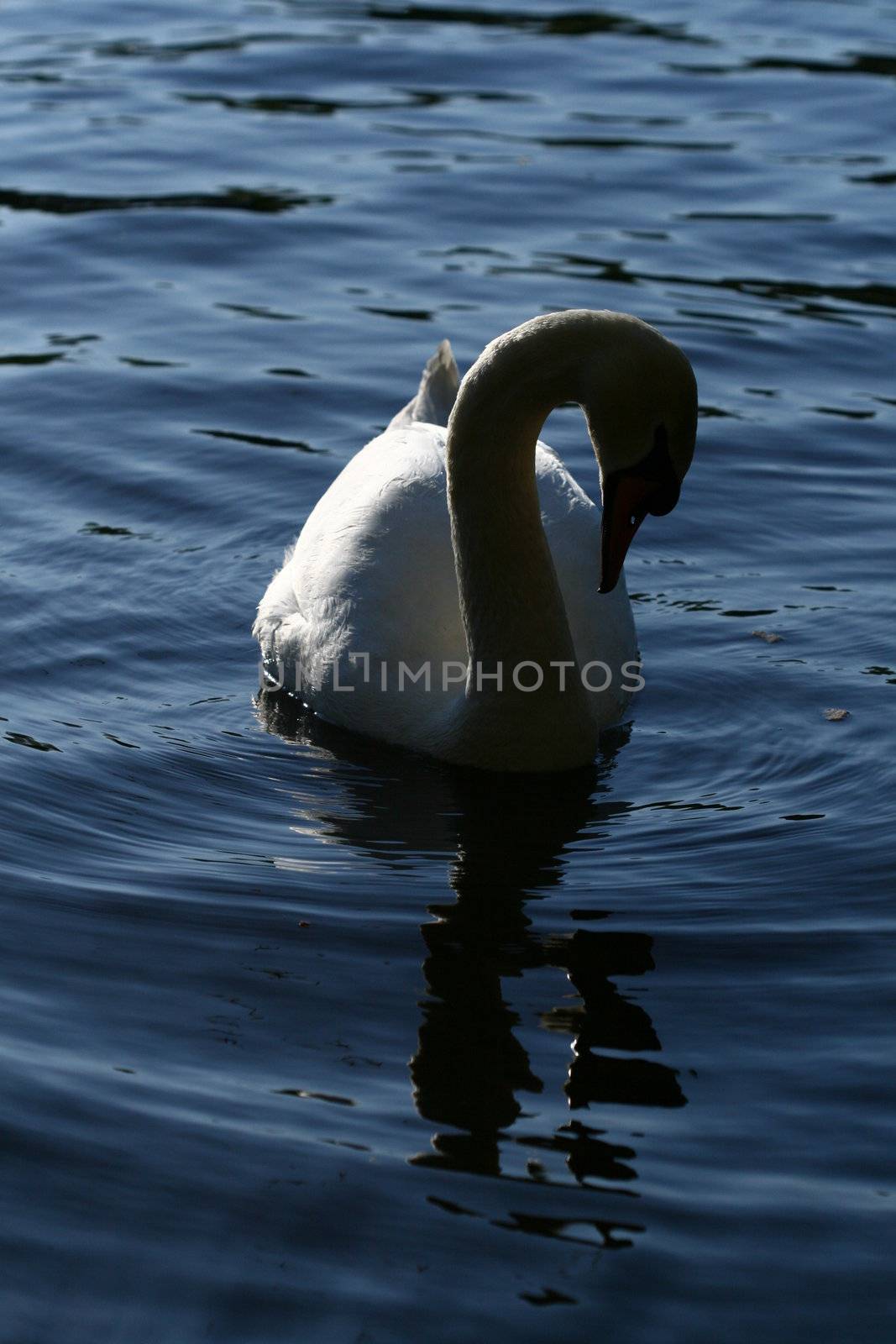 swan in water by Yellowj