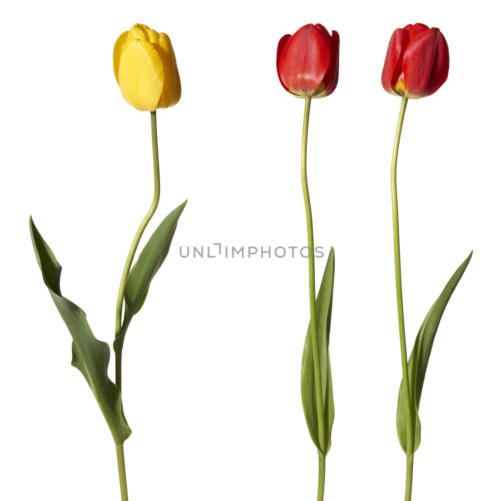 Studio shot of tulips isolated on white background.