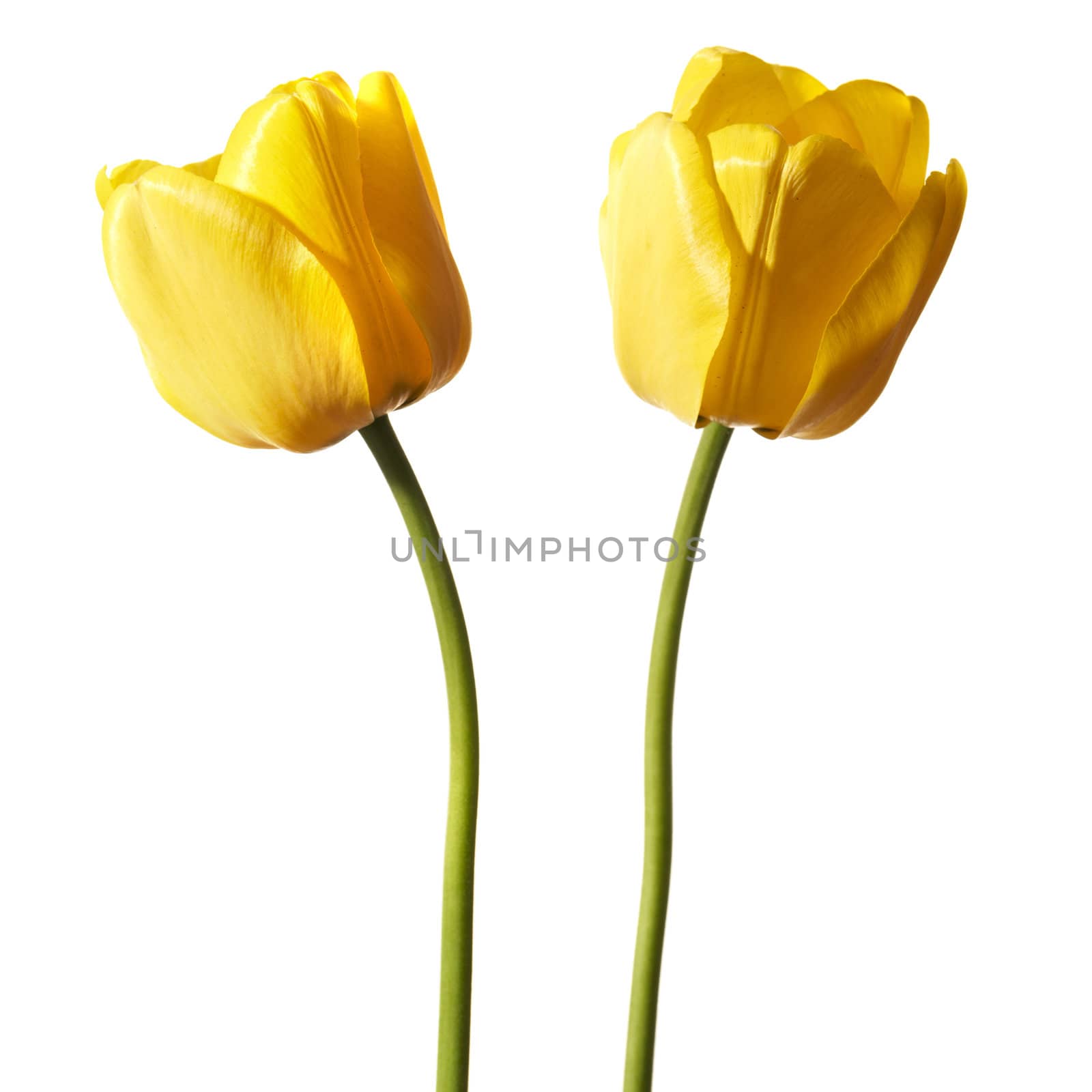 Tulips by filipw