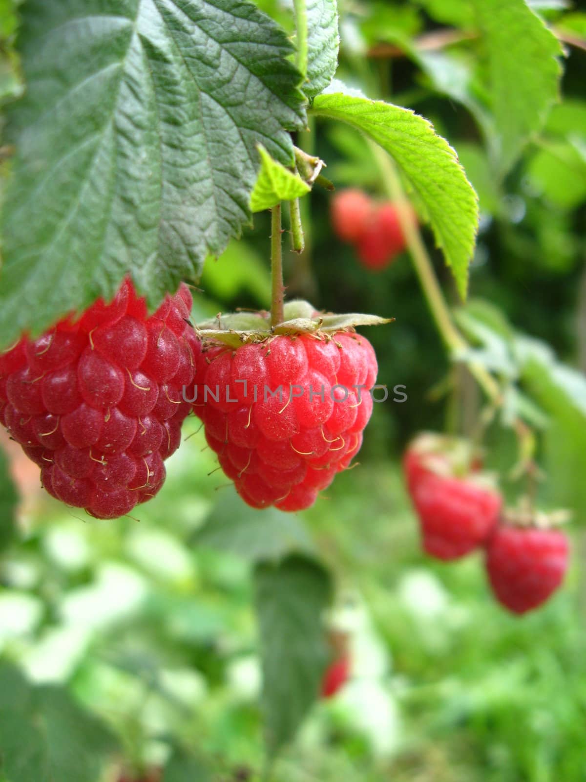 the bunch of red ripe and tasty raspberry