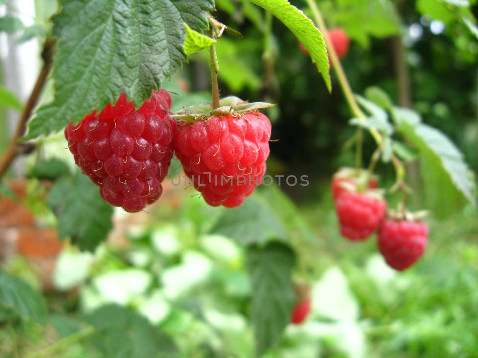 the bunch of red ripe and tasty raspberry