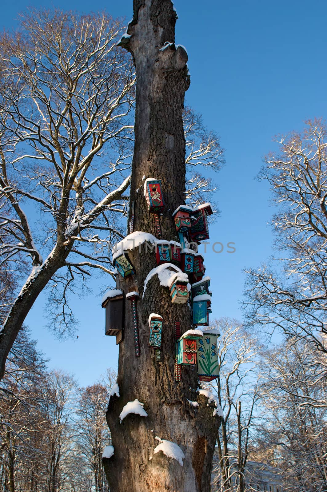 Nesting boxes on a snow covered tree in a winter forest