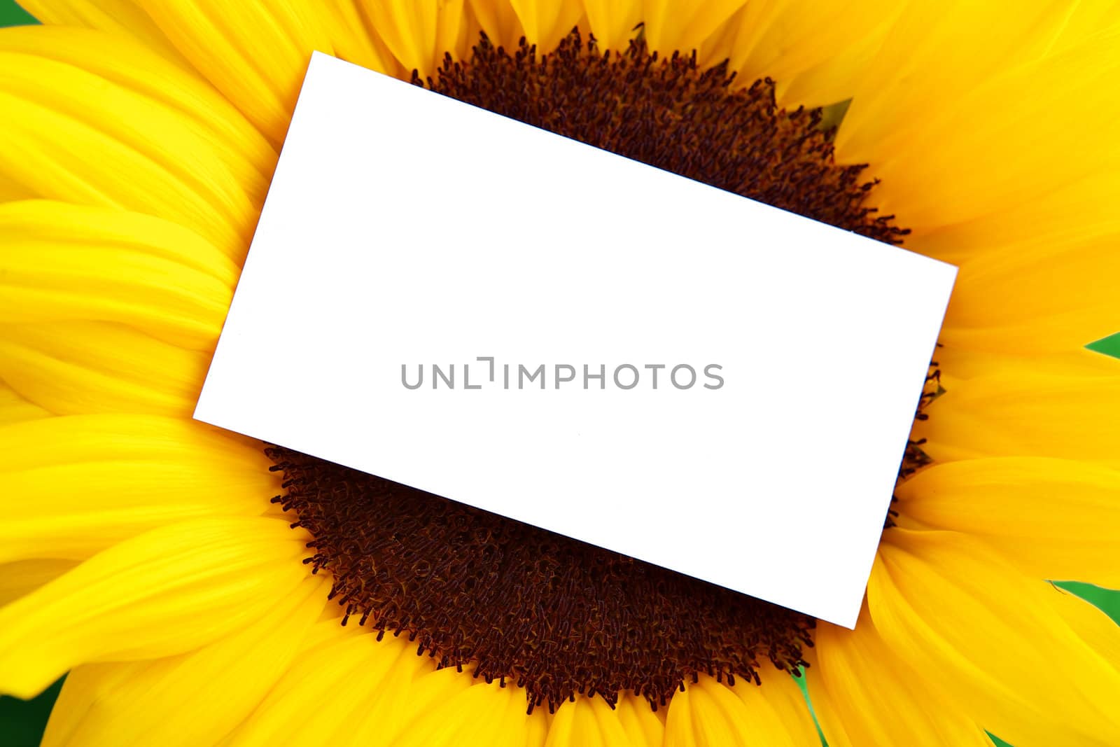 Beautiful yellow sunflower petals closeup