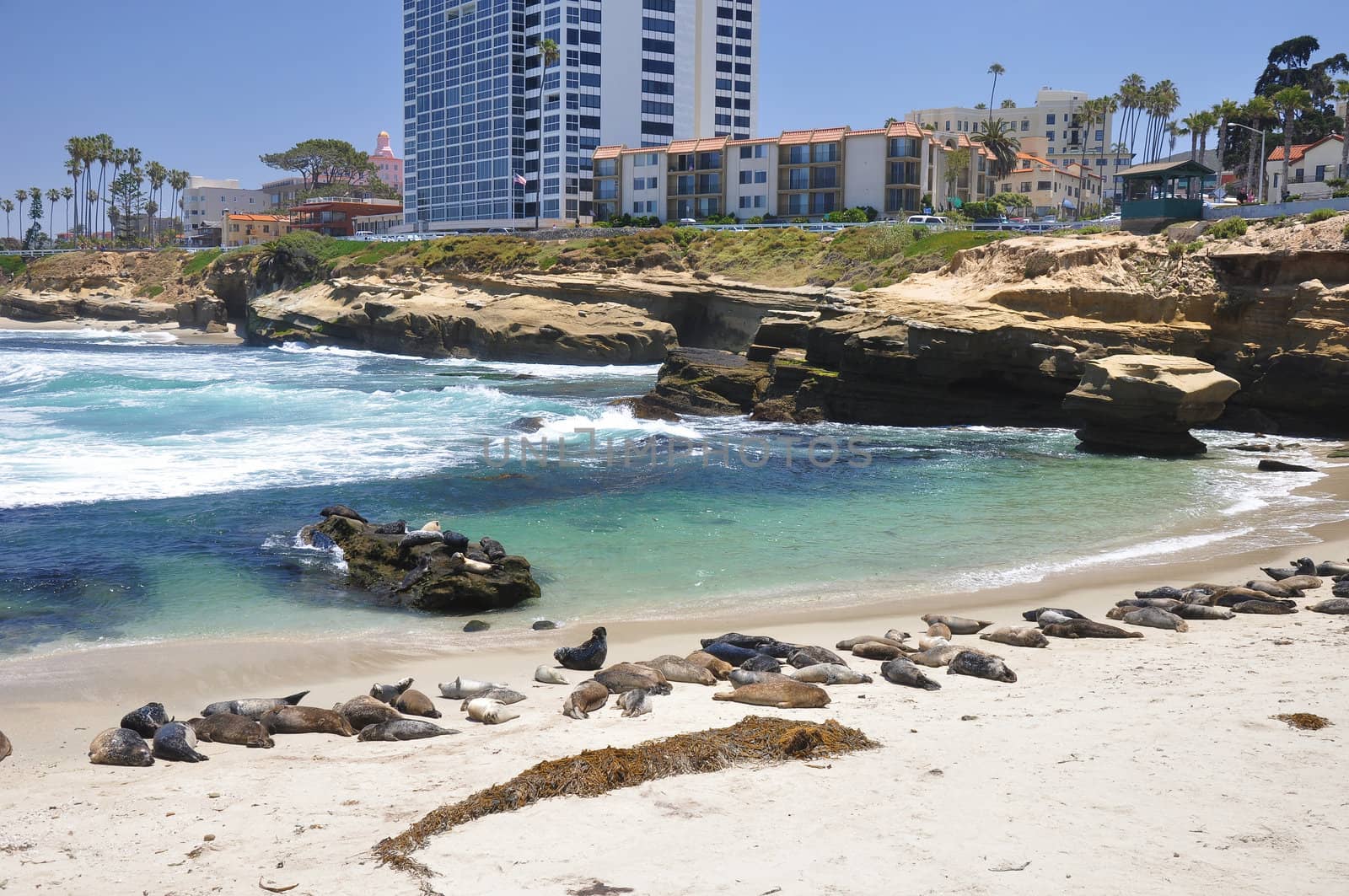 Harbor seals sun themselves on Children's Pool Beach in La Jolla, California.