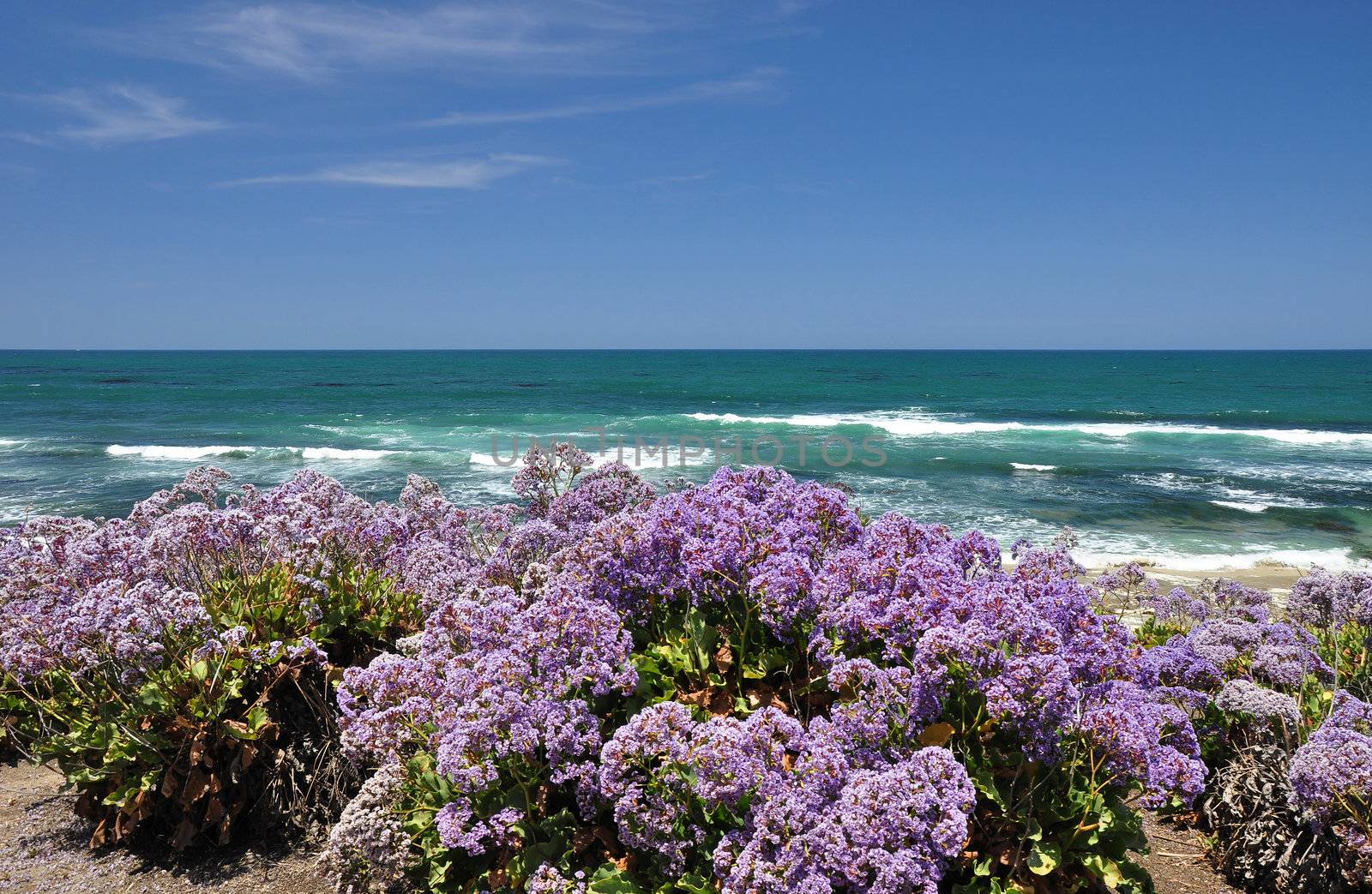 Colorful flowers grow along the coastline of La Jolla in Southern California.