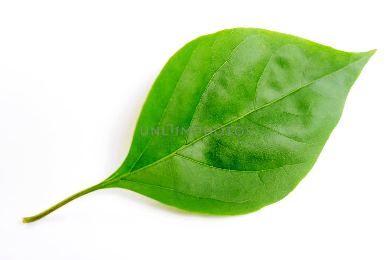 Green leaf of bougainvillea spectabilis wind on a white background.